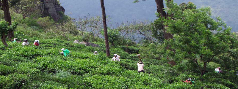 plantation Sri Lanka